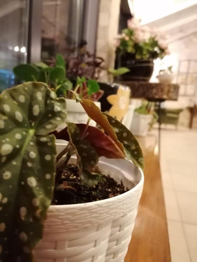 Ceneviz Hotel Адрасан Екстериор снимка